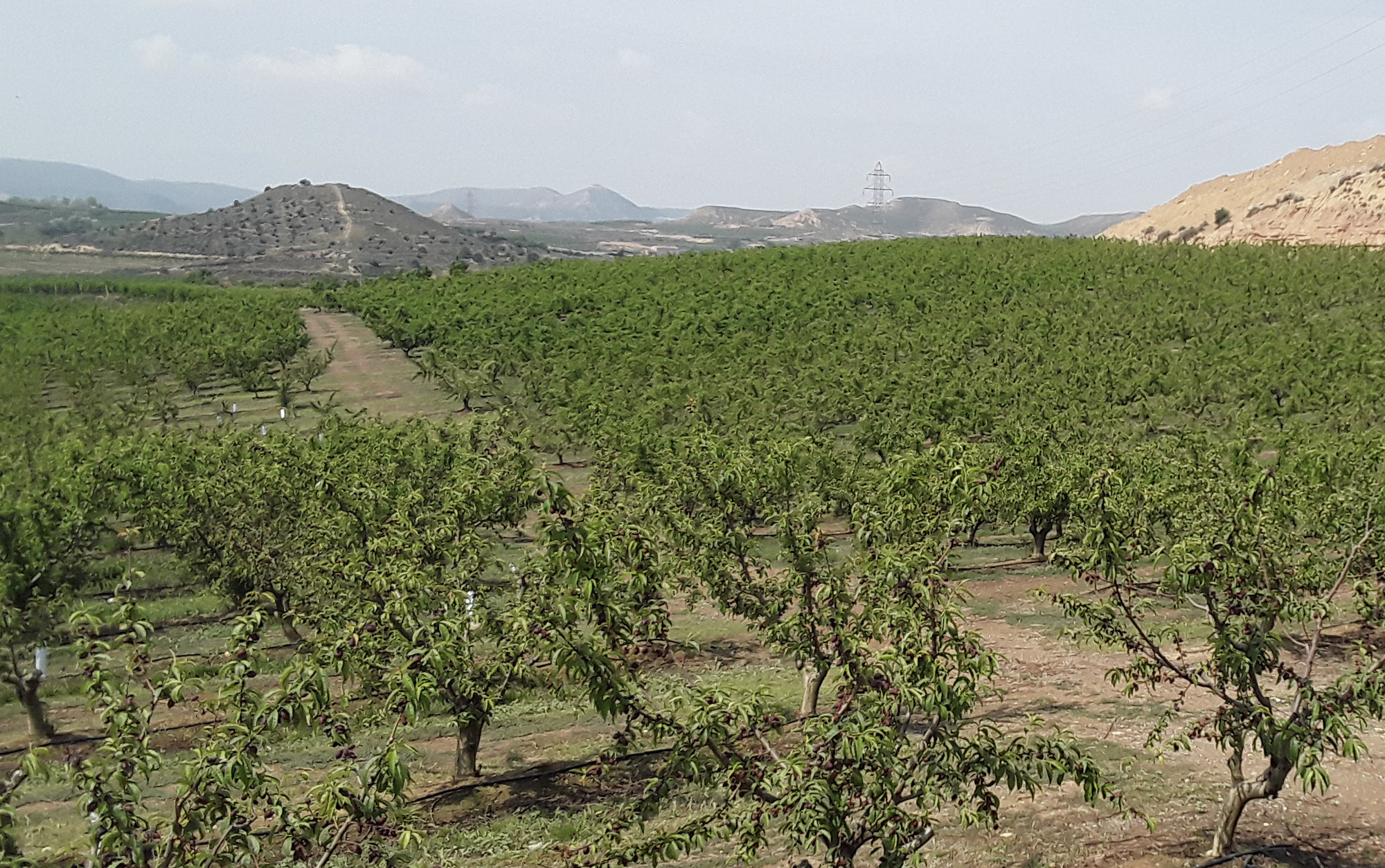 Campos Fruites Prudencio